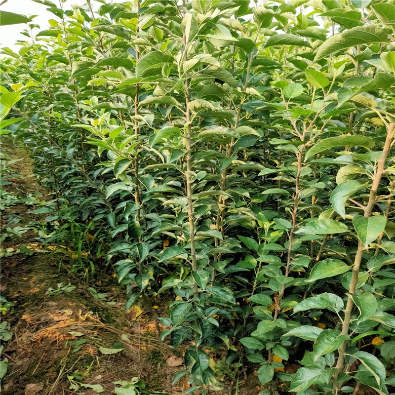 苹果苗